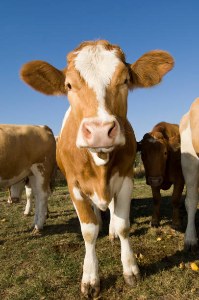 istock Simmental Cow in the Field 157508577