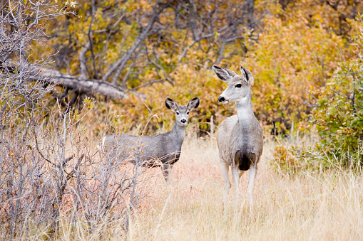 Mule deer does look for a place to rest early on a crisp Colorado autumn morning.