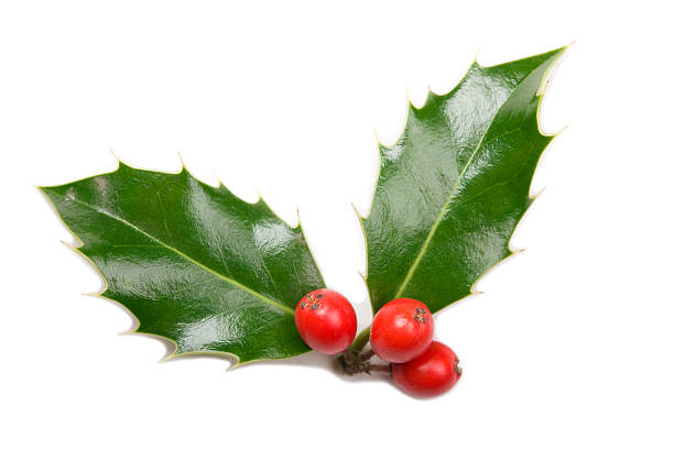 A piece of mistletoe on a white background stock photo