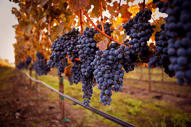 raisins mûrs - napa valley vineyard grape food photos et images de collection