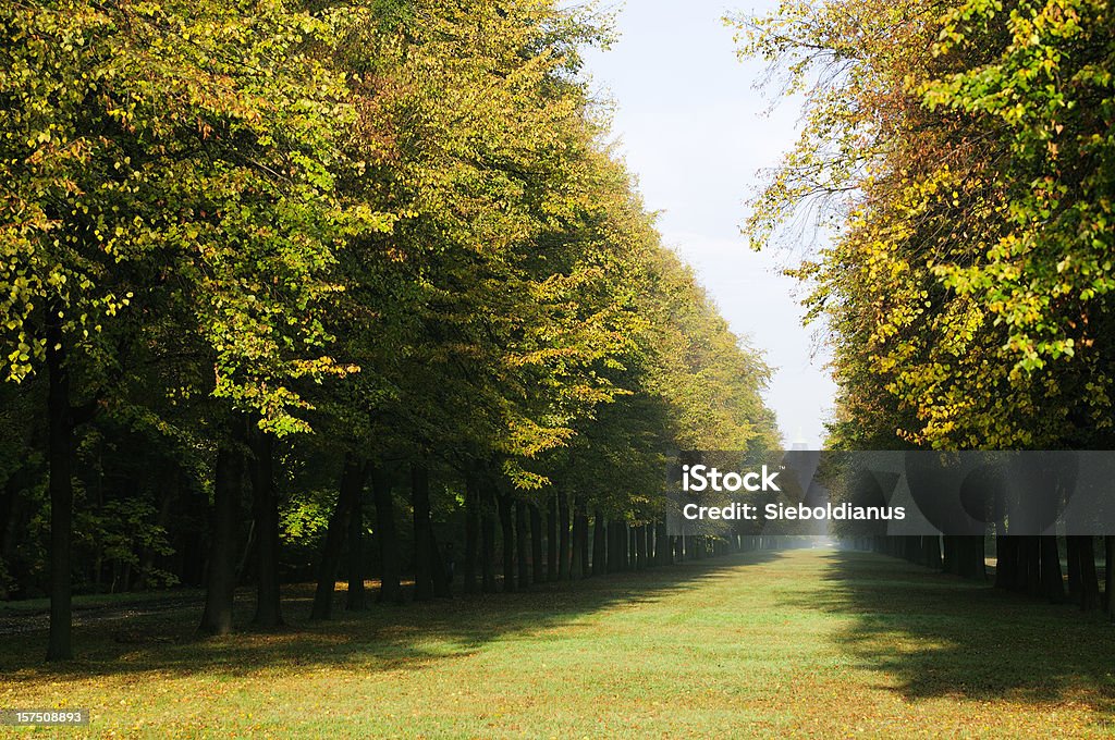 View of lime alley in a park during fall. Alley Stock Photo
