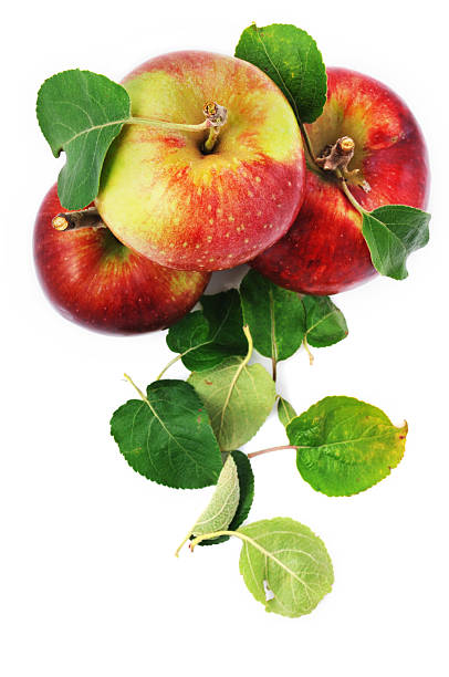 신선한 사과들 및 때때로 잎 흰색 바탕에 그림자와 스톡 사진
