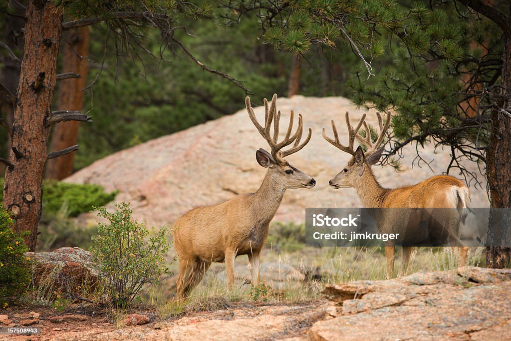Deux buck le cerf mulet avec velours antlers Hilton Colorado Springs. - Photo de Cerf-mulet libre de droits