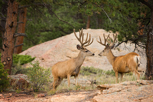 Two buck mule deer with velvet antlers. Looks like a challenge for dominance, as two buck mule deer (Odocoileus hemionus)stare eachother down in Rocky mountain national park. Note the velvet antlers in mid-August. mule deer stock pictures, royalty-free photos & images
