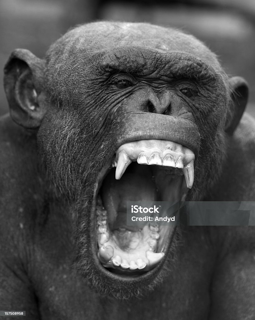 침팬지 - 로열티 프리 분노 스톡 사진