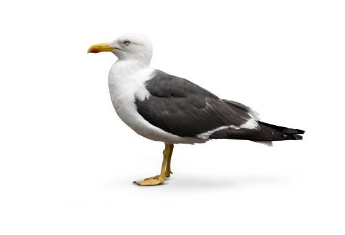 Isolated image of Larus argentatus - Herring Gull