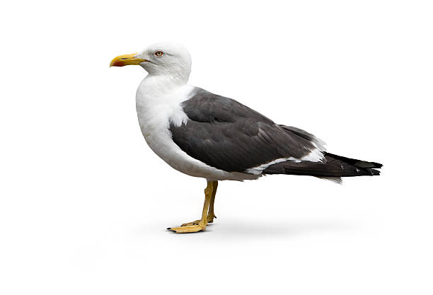 Isolated image of Larus argentatus - Herring Gull Mature Herring Gull isolated against white background. Sharp detail in the feat, beak, eye and feathers. Photographed on a Canon 5D with a 24-70mm L series lens. seagull stock pictures, royalty-free photos & images
