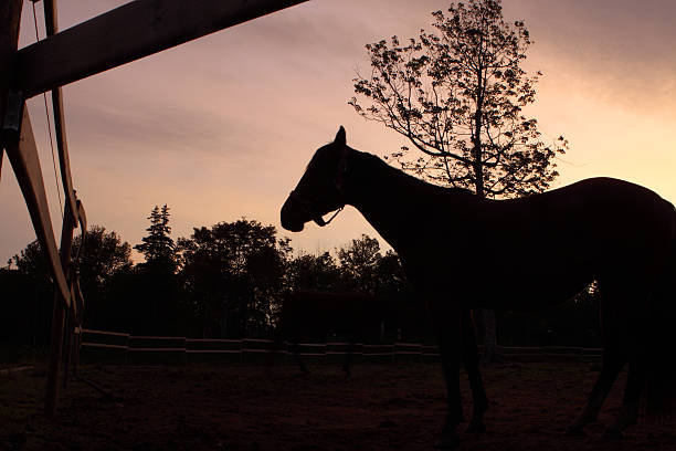Connection between rider and horse, sunset mood, silhouette photo with great colours of the sun.