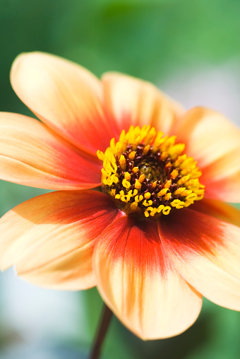 detail of orange dahlia flower tree on blurred background