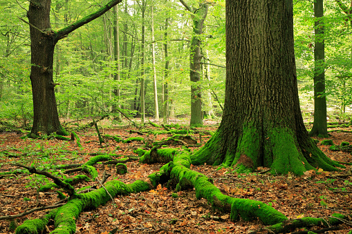 natural mixed forest of oak and beech trees