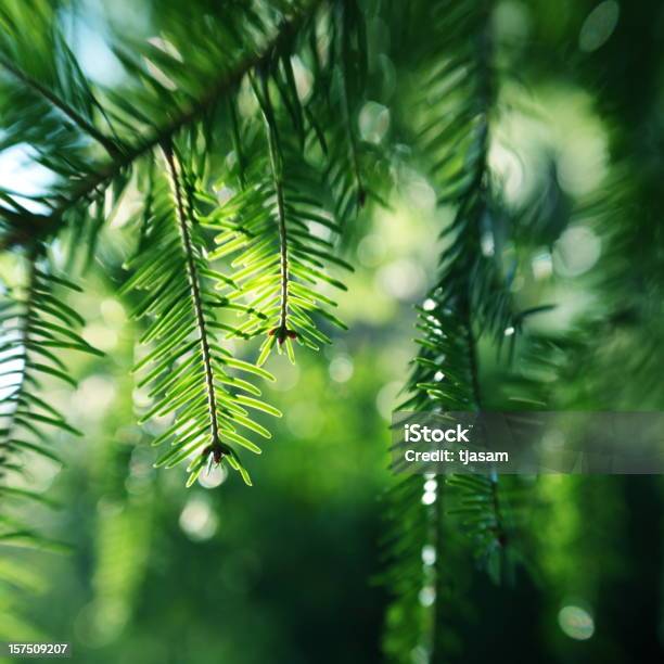 Pine Tree Branch Foto de stock y más banco de imágenes de Aire libre - Aire libre, Belleza de la naturaleza, Bosque