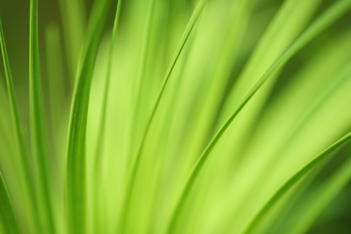 Macro image of Long leaves of a natural bromeliad plant, shallow depth of field.