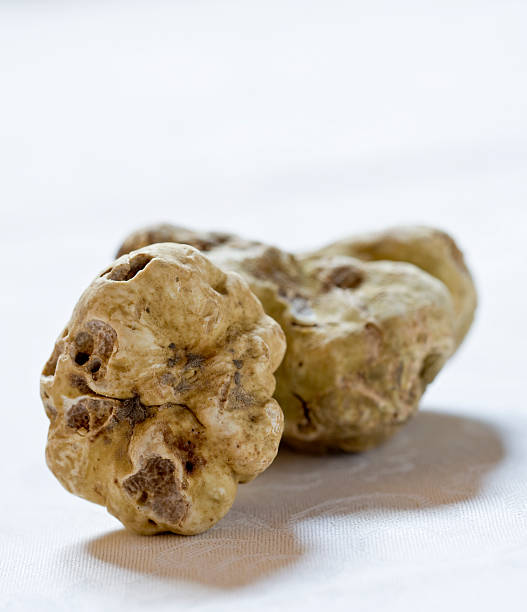 trufa branca de alba (itália - white truffle imagens e fotografias de stock