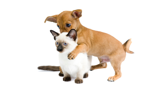 siames cat and dog ( 2 months )\n[url=file_closeup.php?id=11005491][img]file_thumbview_approve.php?size=1&id=11005491[/img][/url] [url=file_closeup.php?id=11005506][img]file_thumbview_approve.php?size=1&id=11005506[/img][/url] [url=file_closeup.php?id=11005498][img]file_thumbview_approve.php?size=1&id=11005498[/img][/url] [url=file_closeup.php?id=11005522][img]file_thumbview_approve.php?size=1&id=11005522[/img][/url] [url=file_closeup.php?id=11005527][img]file_thumbview_approve.php?size=1&id=11005527[/img][/url]