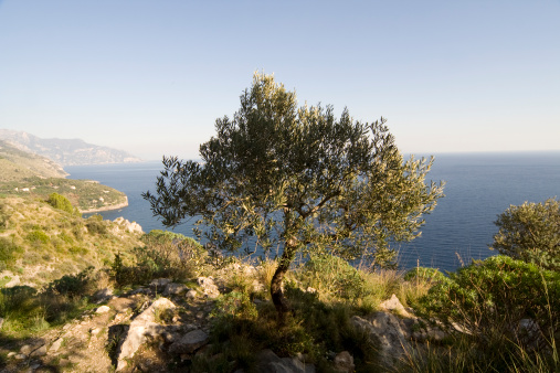 an olive tree on amalfi coast with the mediterranean sea in the background at sunset light.
