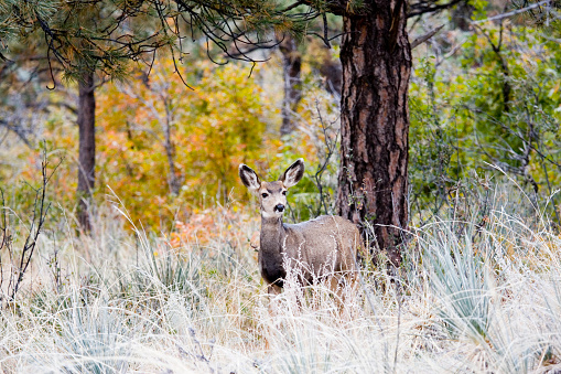 Mule deer enjoy the forest on a crispy frosty Colorado autumn morning.  Streaks of snowflakes can be seen against the background falling lazily from the autumn sky.