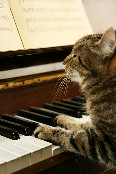 cat playing piano stock photo