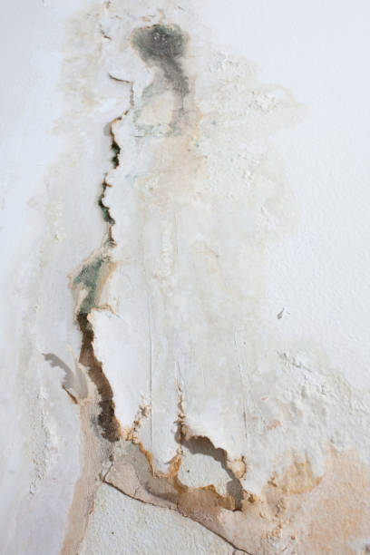istock Painted wall background, affected by damp. 157509602