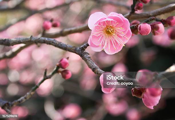 ピンクの花 - 梅の花のストックフォトや画像を多数ご用意 - 梅の花, アジア大陸, カラー画像