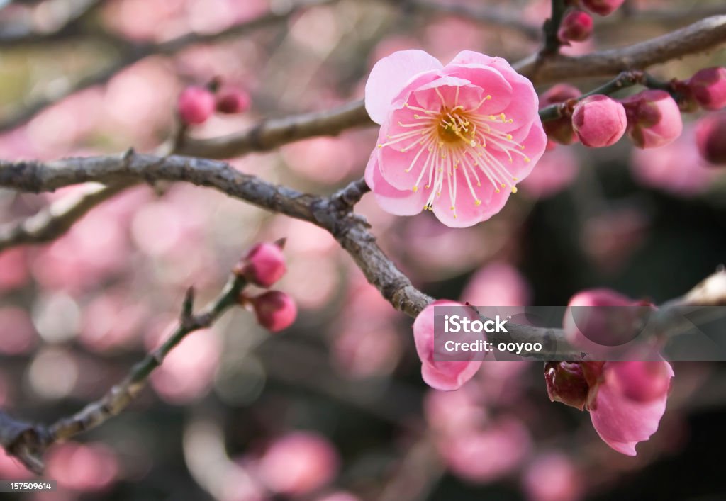 Cor-de-rosa com flores de ameixa - Foto de stock de Flor de Ameixa royalty-free