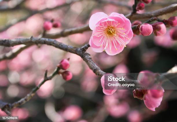 Foto de Corderosa Com Flores De Ameixa e mais fotos de stock de Flor de Ameixa - Flor de Ameixa, Beleza natural - Natureza, Botão - Estágio de flora