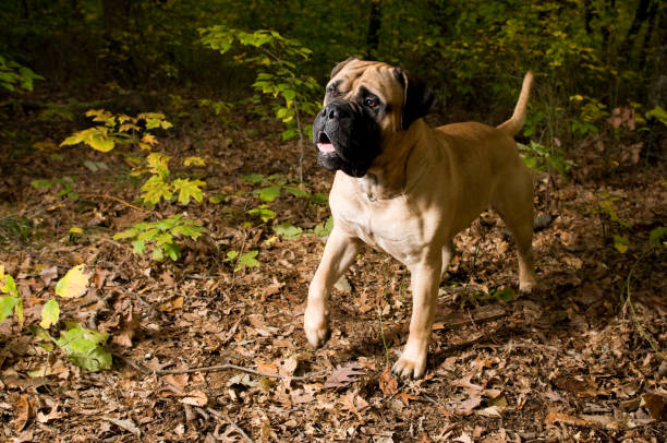 Bull Mastiff Puppy stock photo