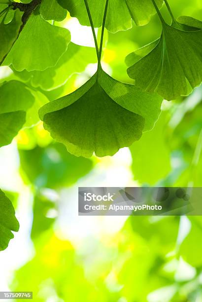 Ginkgo Liścieiv - zdjęcia stockowe i więcej obrazów Fotografika - Fotografika, Jaskrawy kolor, Jesień