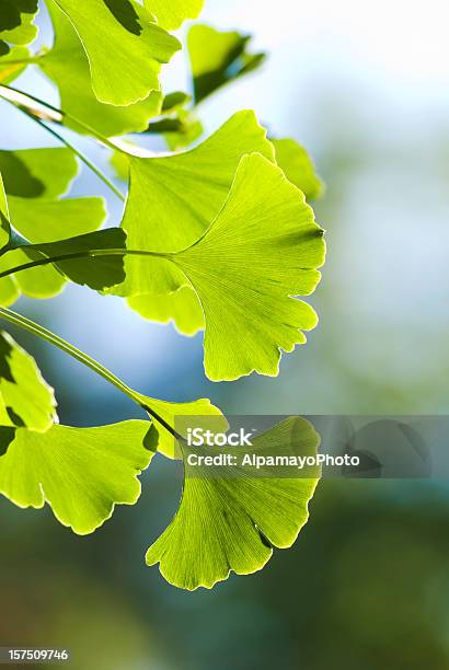 Gingo Gingo Biloba Folhasvi - Fotografias de stock e mais imagens de Nogueira-do-Japão - Nogueira-do-Japão, Ao Ar Livre, Beleza