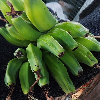 Young unripe green banana