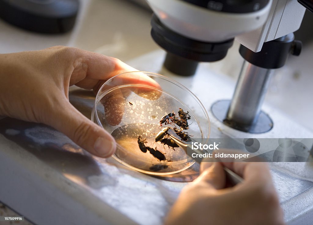 Bugs under a microscope  Insect Stock Photo