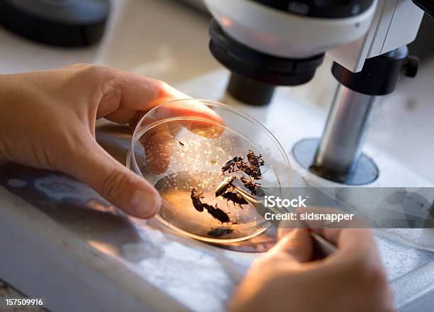 Bugs Under A Microscope Stock Photo - Download Image Now - Insect, Laboratory, Microscope