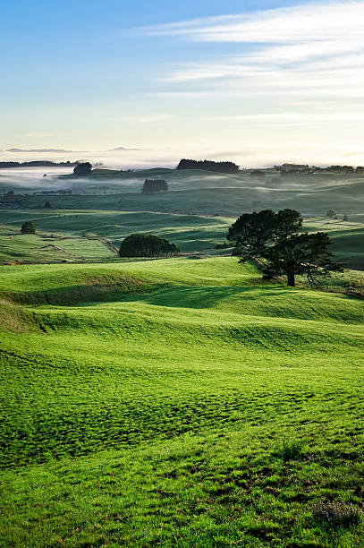 Dawn Mist in Rolling Countryside Low cloud burning off in the early morning sun. waikato region stock pictures, royalty-free photos & images