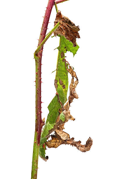 Australian stick insect (Extatosoma tiaratum) isolated on white,, hiding on a leaf