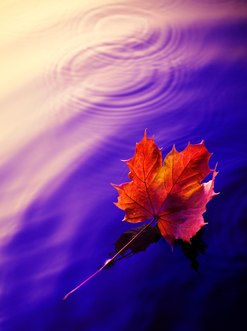 One autumn leaf floating in water.