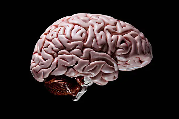 A human brain on black background.PLEASE CLICK HERE FOR MORE BRAINS.