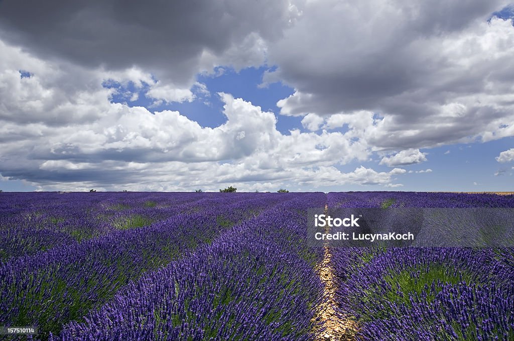 Lavendel- gegen bewölkten Himmel - Lizenzfrei Agrarbetrieb Stock-Foto