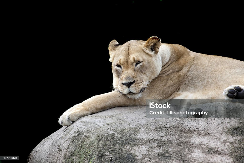 Lioness Reclining on Large Boulder Lincoln Park Zoo Stock Photo