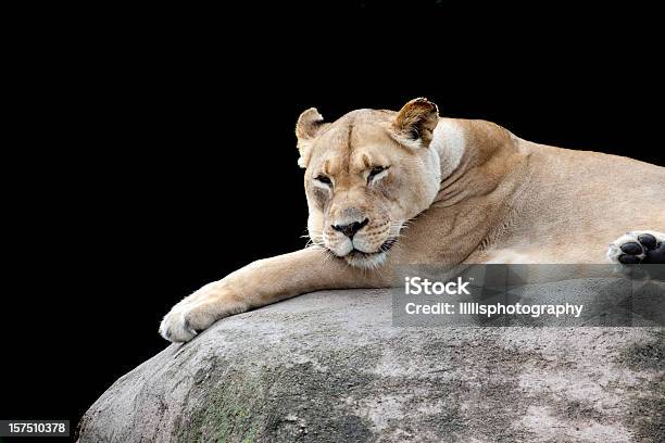 Lioness Reclining On Large Boulder Stock Photo - Download Image Now - Lincoln Park Zoo, Chicago - Illinois, Animal