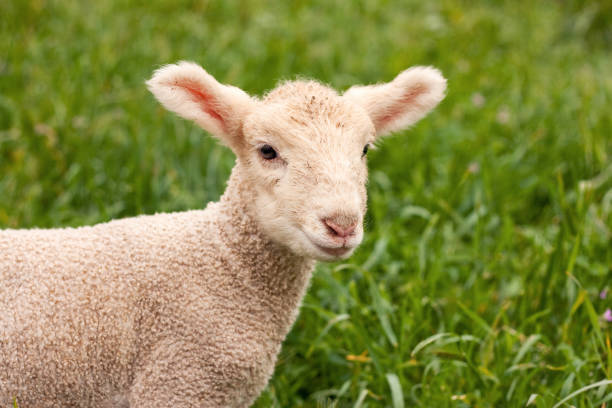 Lamb listening for mum stock photo