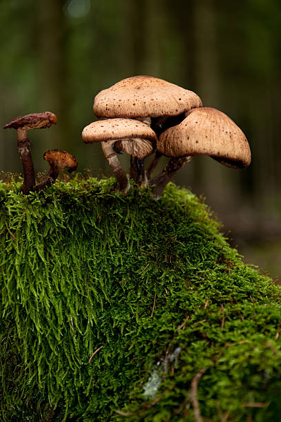 hongos - fungus roots fotografías e imágenes de stock