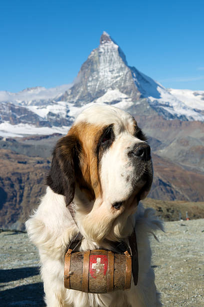 Saint Bernard dog with Matterhorn stock photo
