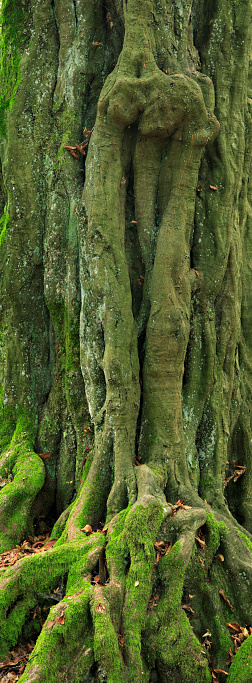 Roots and stem covered by moss