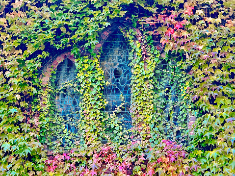 Horizontal closeup photo of three stained glass windows on the brick exterior wall of the historic All Saints Anglican Church or Gostwyck Chapel on Gostwyck Station near Armidale, New England high country NSW. The vibrant red and green Autumn leaves of a Virginia Creeper cover the wall.