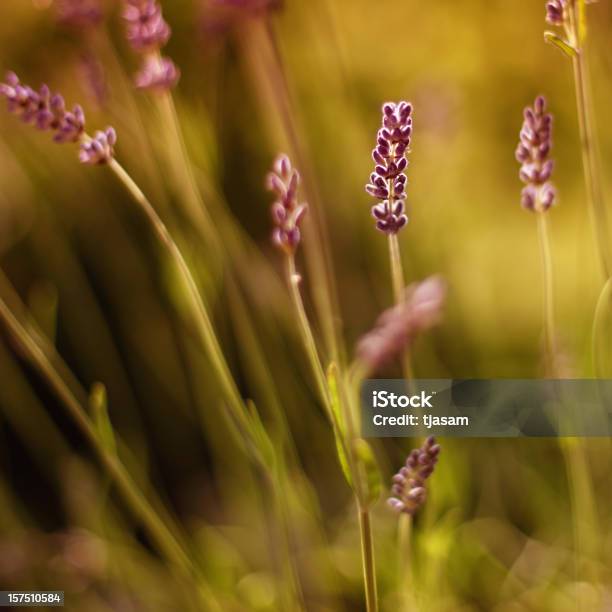 Blooming Lavender Stock Photo - Download Image Now - Abstract, Beauty In Nature, Botany