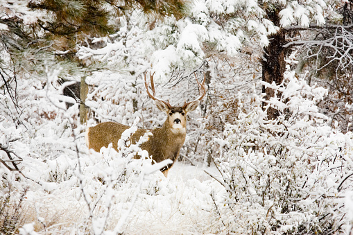 Huge buck mule deer with massive antlers brave a cold Colorado winter snowstorm