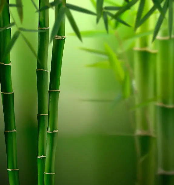 Mysterious Bamboo Forest.