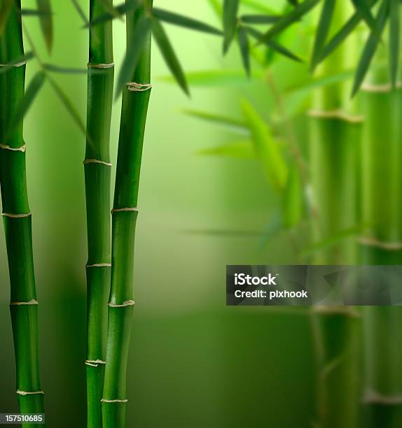 Foto de Fengshui Selva e mais fotos de stock de Bambu - Bambu, Verde - Descrição de Cor, Cor Vibrante