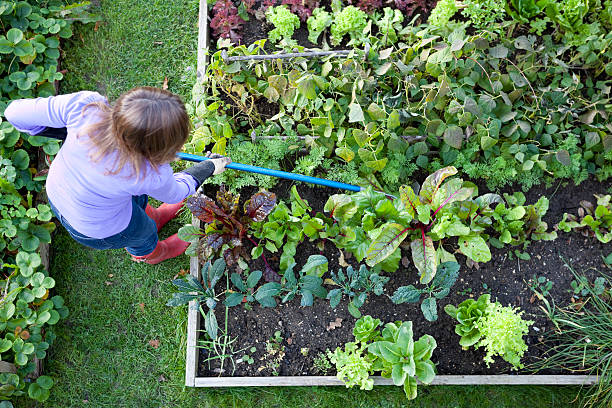 jardineiro arrancando ervas daninhas legumes patch - vegetable garden vegetable high angle view weeding - fotografias e filmes do acervo