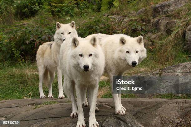 Tres Arctic Wolves En Otoño Foto de stock y más banco de imágenes de Lobo - Lobo, Ártico, Animal