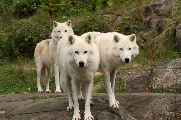 Three Arctic Wolves in Autumn stock photo